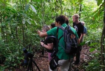 Rainforest Bird Watching tour, South Pacific, Costa Rica